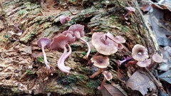 Trogia cantharelloides