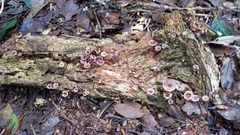 Trogia cantharelloides