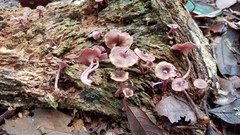 Trogia cantharelloides