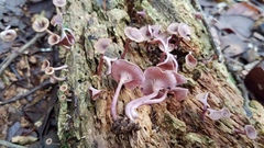 Trogia cantharelloides