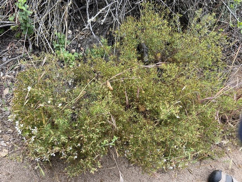 Image of Leptosiphon floribundus by no rights reserved