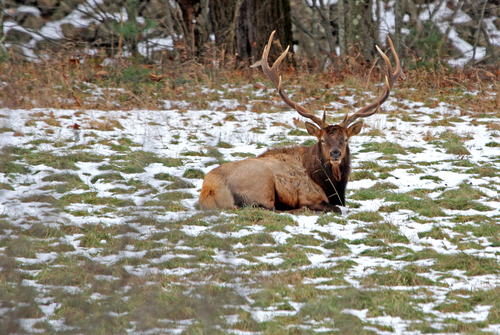 American Elk photographed in Pennsylvania