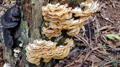 Trametes membranacea