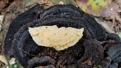 Trametes membranacea