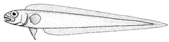 Red Bandfish photo 2