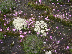 Utricularia multifida