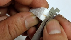 Zhuliangomyces illinitus