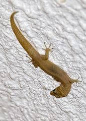 Sphaerodactylus elegans