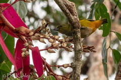 Euphonia rufiventris