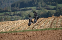 Corvus corone