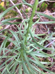 Liatris elegantula