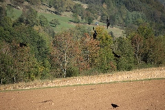 Corvus corone