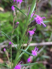 Liatris elegantula