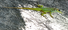 Anolis extremus