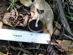 Lacrymaria asperospora