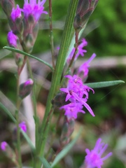 Liatris elegantula