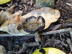 Lacrymaria asperospora