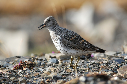 Surfbird (Calidris virgata) · iNaturalist