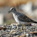 Surfbird - Photo (c) Cameron Eckert, some rights reserved (CC BY-NC), uploaded by Cameron Eckert