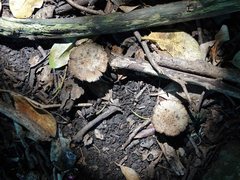 Lacrymaria asperospora