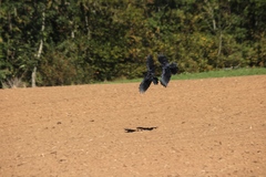 Corvus corone