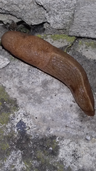 Milacidae