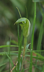 Pterostylis alveata