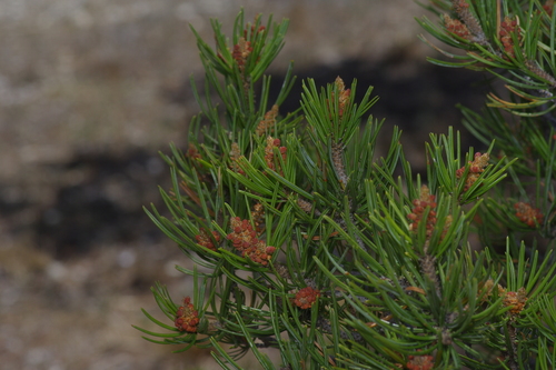 Image of Pinus remota by (c) Michelle W. （鍾偉瑋）, some rights reserved (CC BY)