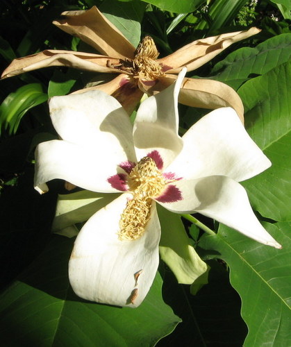 Image of Magnolia ashei by (c) mfeaver, some rights reserved (CC BY)