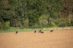 Corvus corone