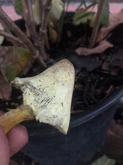 Leucocoprinus birnbaumii image