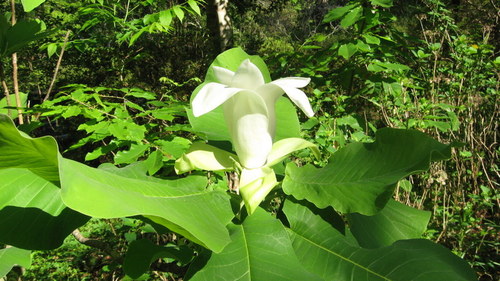 Image of Magnolia ashei by (c) mfeaver, some rights reserved (CC BY)