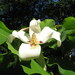 Ashe's Magnolia - Photo (c) mfeaver, some rights reserved (CC BY), uploaded by mfeaver