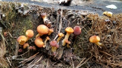 Gymnopilus palmicola