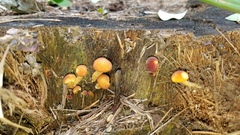 Gymnopilus palmicola