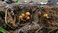 Gymnopilus palmicola