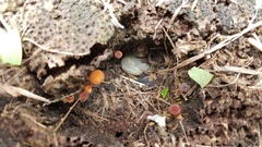 Gymnopilus palmicola