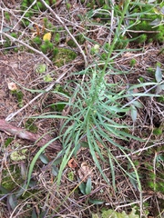 Liatris elegantula