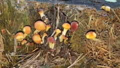 Gymnopilus palmicola
