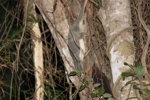 Australian Spotted Cuscus