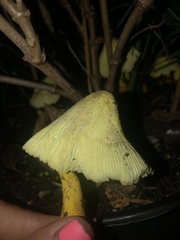 Leucocoprinus birnbaumii image