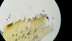Gymnopilus palmicola