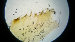 Gymnopilus palmicola