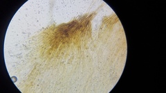 Gymnopilus palmicola