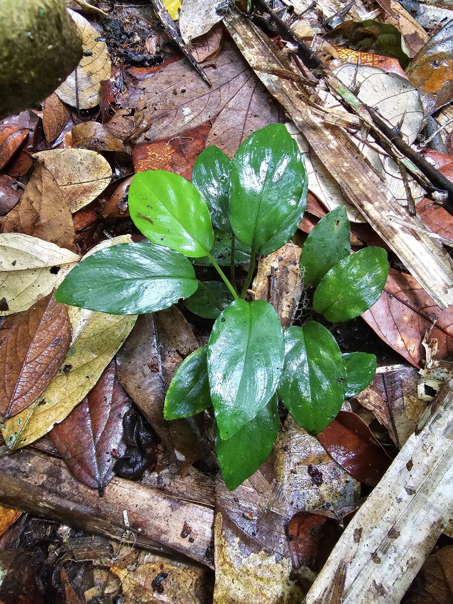 Homalomena humilis