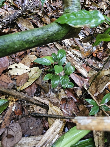 Homalomena humilis, photograph 1