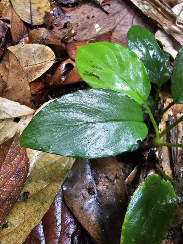 Homalomena humilis, photograph 2
