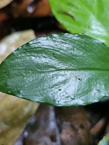 Image of Homalomena Humilis (Homalomena humilis) by (c) pbsg, some rights reserved (CC BY)