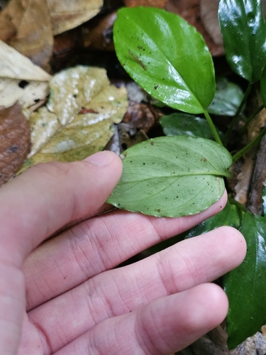 Image of Homalomena Humilis (Homalomena humilis) by (c) pbsg, some rights reserved (CC BY)
