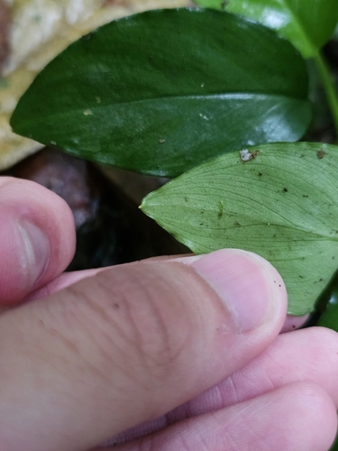 Image of Homalomena Humilis (Homalomena humilis) by (c) pbsg, some rights reserved (CC BY)
